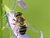 Mistbiene (Eristalis tenax) ♀