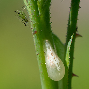 Schwebfliegenpuppe an Rosenast