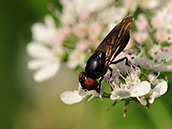 Gemeine Smaragdschwebfliege (Chrysogaster solstitialis) ♀