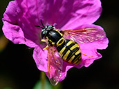 Gemeine Wespenschwebfliege (Chrysotoxum cautum) ♀