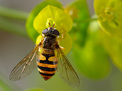 Schwarz-gelb gestreifte Schwebfliege