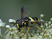 Schwarze Schwebfliege mit drei gelben Bändern