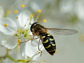 Frühe Großstirnschwebfliege (Scaeva selenitica) ♂