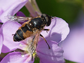 Schwarz-glänzende Schwebfliege mit seitlichen  Orangeroten Flecken