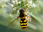 Grosse Schwebfliege (Syrphus ribesii) ♂