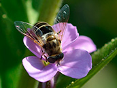 Mittlere Keilfleckschwebfliege (Eristalis interrupta) ♀