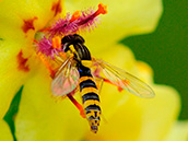 Gewöhnliche Langbauchschwebfliege (Sphaerophoria scripta) ♀