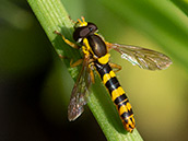 Gewöhnliche Langbauchschwebfliege (Sphaerophoria scripta) ♂