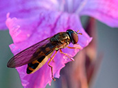 Matte Schwarzkopf-Schwebfliege(Melanostoma scalare)