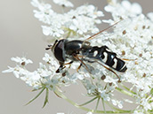 Späte Großstirnschwebfliege (Scaeva pyrastri) ♂