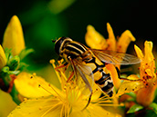 Große Sumpfschwebfliege (Helophilus trivittatus)