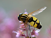 Helle Sumpfschwebfliege (Helophilus pendulus)