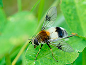 "Weissbandschwebfliege (Leucozona lucorum)