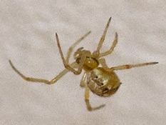 Variable Kugelspinne
