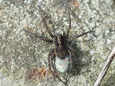 Spinne mit dunklem Vorderkörper, oben mit schmaler, heller Längsbinde, Hinterkörper hellbraun mit undeutlichen  dunklen Flecken.