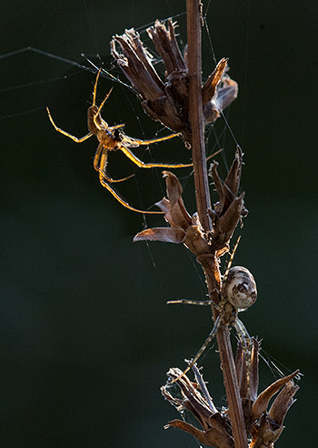 Männchen: Gelbe Spinne mit brauer Zeichnung auf dem Hinterleib; Weibchen: Weisslich-gelbe Spinne mit schwarzen und grauen Zeichnungen