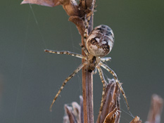 Weisslich-gelbe Spinne mit schwarzen und grauen Zeichnungen