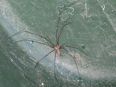Blass graubraun gefärbte Spinne mit langen Beinen
