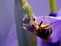 Furchenbiene (Halictus)
