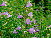 Nesselblättrige Glockenblume (Campanula trachelium), Juli-September