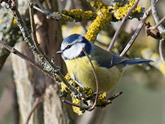 Blaumeise (Parus caeruleus)