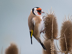 Distelfink (Carduelis carduelis)