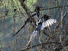 Schwarz und weiss gefiederter Vogel.