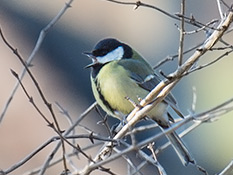 Kohlmeise (Parus major)