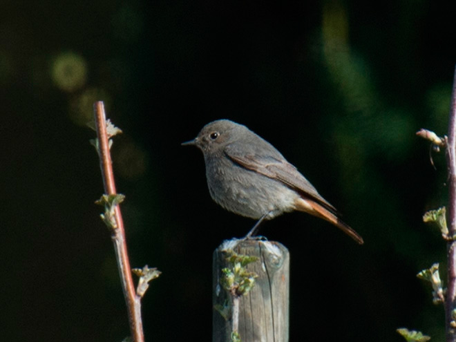 Vogel In Naturgarten Mit Wildstraucherhecken