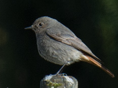 Junger Hausrotschwanz Grauer Vogel mit roten Schwanzfedern