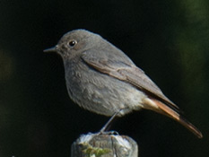 Grauer Vogel mit roten Schwanzfedern