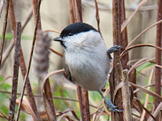 Sumpfmeise (Parus palustris)