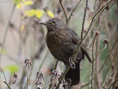 Dunkelgrauer Vogel