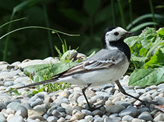 Weisser zierlicher Vogel mit grauen und schwarzen Zeichnungen