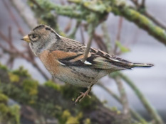 Bergfink oder Nordfink (Fringilla montifringilla)