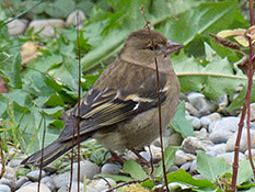 Buchfink (Fringilla coelebs), Weibchen