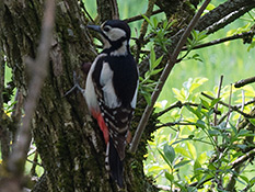 Schwarzweiss gemusterter Vogel mit rotem  Bürzel.