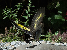 Distelfink (Carduelis carduelis)