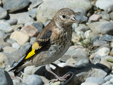 Distelfink (Carduelis carduelis)