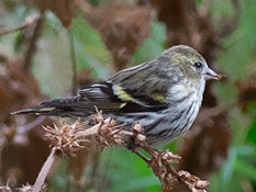 Unscheinbarer graugrün gestrichelter Vogel, mit hellgrauem Bauch, ihre Flügel haben gelbe und grüne Bereiche