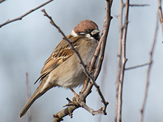 Feldsperling (Passer montanus)