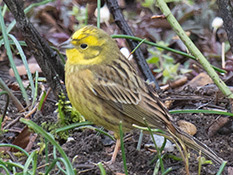 Goldgelber Vogel mit bräunlich grauen Flügeldecken