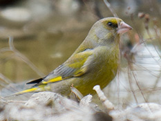 Grünfink (Carduelis chloris), Männchen