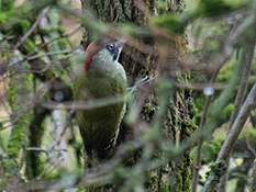 Die Oberseite des Vogels ist dunkelgrün, die Unterseite ist blass hell- bis graugrün gefärbt. Der Kopf ist an den Seiten durch eine schwarze Gesichtsmaske gezeichnet, die vom Schnabel bis hinter die Augen reicht.