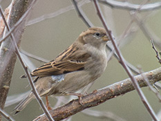 Haussperling (Passer domesticus), Weibchen