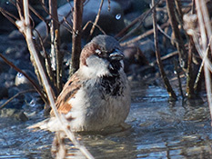 Haussperling (Passer domesticus), Männchen