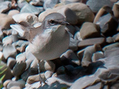 Kleiner, grauer Vogel mit hellem Bauch und grauem Kopf