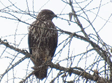 Dunkelbrauner Raubvogel mit heller Brust und Bauch