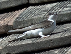 Oberseite blauschwarz mit weissem Bürzel; Unterseite weiss;