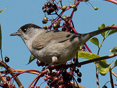 Vogel mit dunkelgrauer Oberseite, hellerer Unterseite und dunklem Schwanz. Beim Männchen ist die Kappe schwarz.